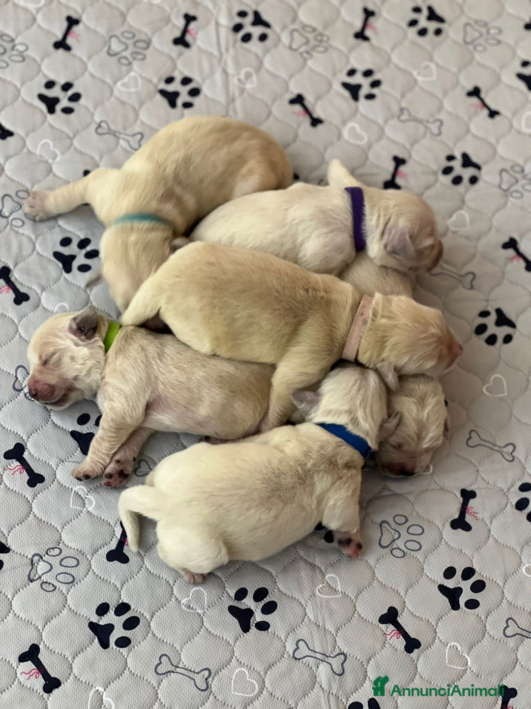 Golden Retriever cani in vendita: Cuccioli di Golden Retriever Angloamericani - Annuncio 5