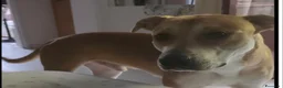Meticcio cani in regalo: Mix molossino 2anni URGENTE STALLO/ADOZIONE.MILANO - Annuncio 1