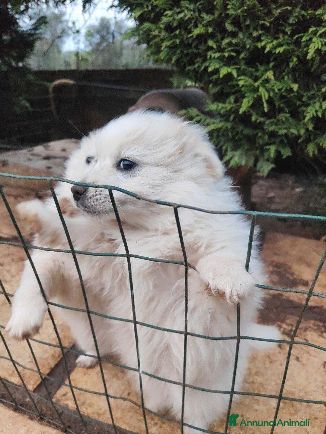 Volpino Italiano cani in vendita: volpino maschio nato 11 novembre 2025, volpini ita - Annuncio 5