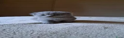 Scottish gatti in vendita: Gattini, cuccioli Scottish è British  - Annuncio 4