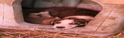 Meticcio cani in regalo: FRODO, affettuoso cucciolo TG PICCOLA vi aspetta! - Annuncio 4