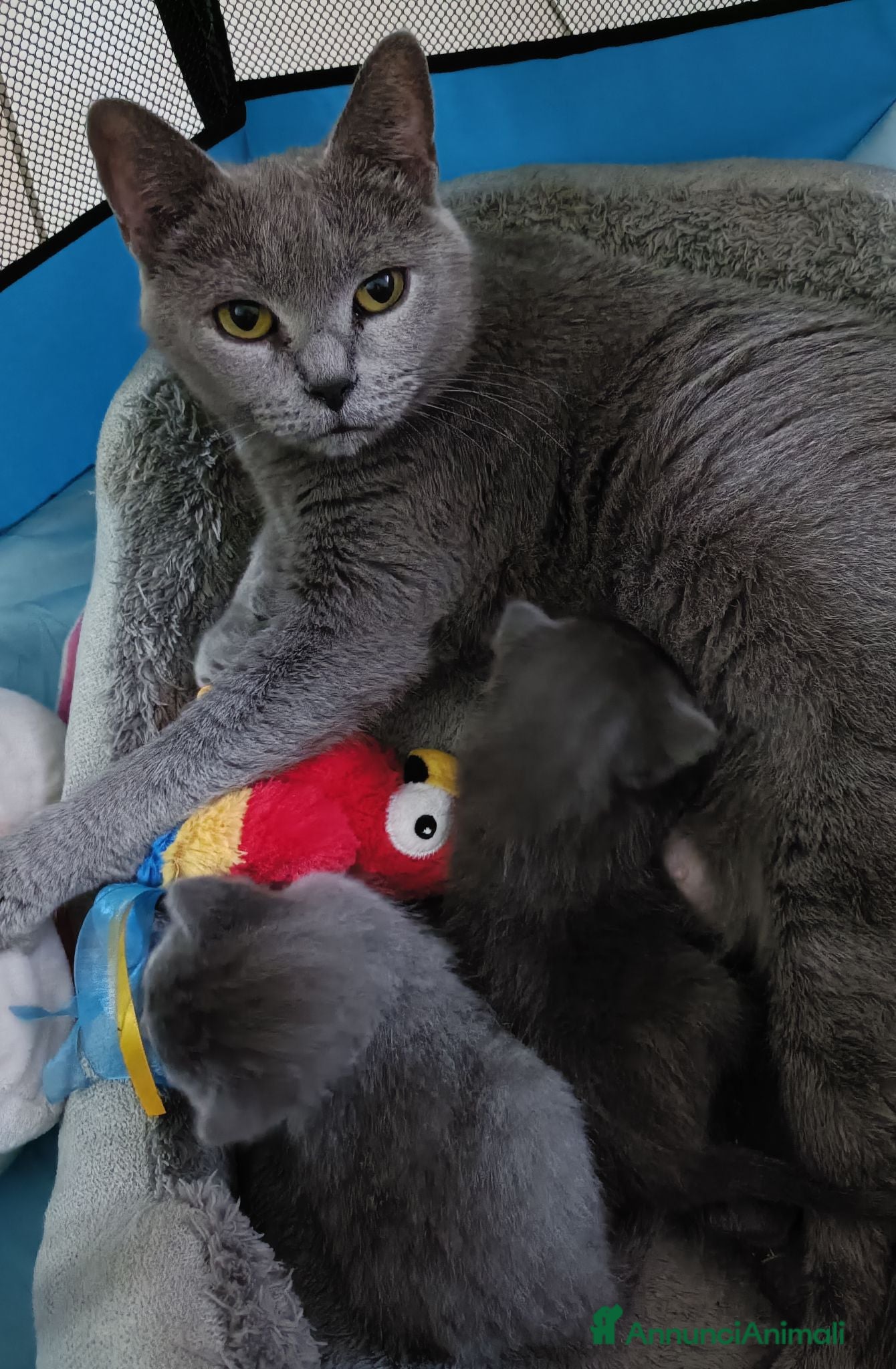 Certosino gatti CUCCIOLI DI CERTOSINO PURISSIMI  - Annuncio 1