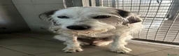 Meticcio cani in regalo: BIANCO TENERO SPINONE - Annuncio 8