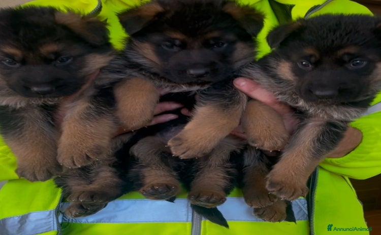 Pastore Tedesco cani a Provincia di Ancona - Annuncio 16