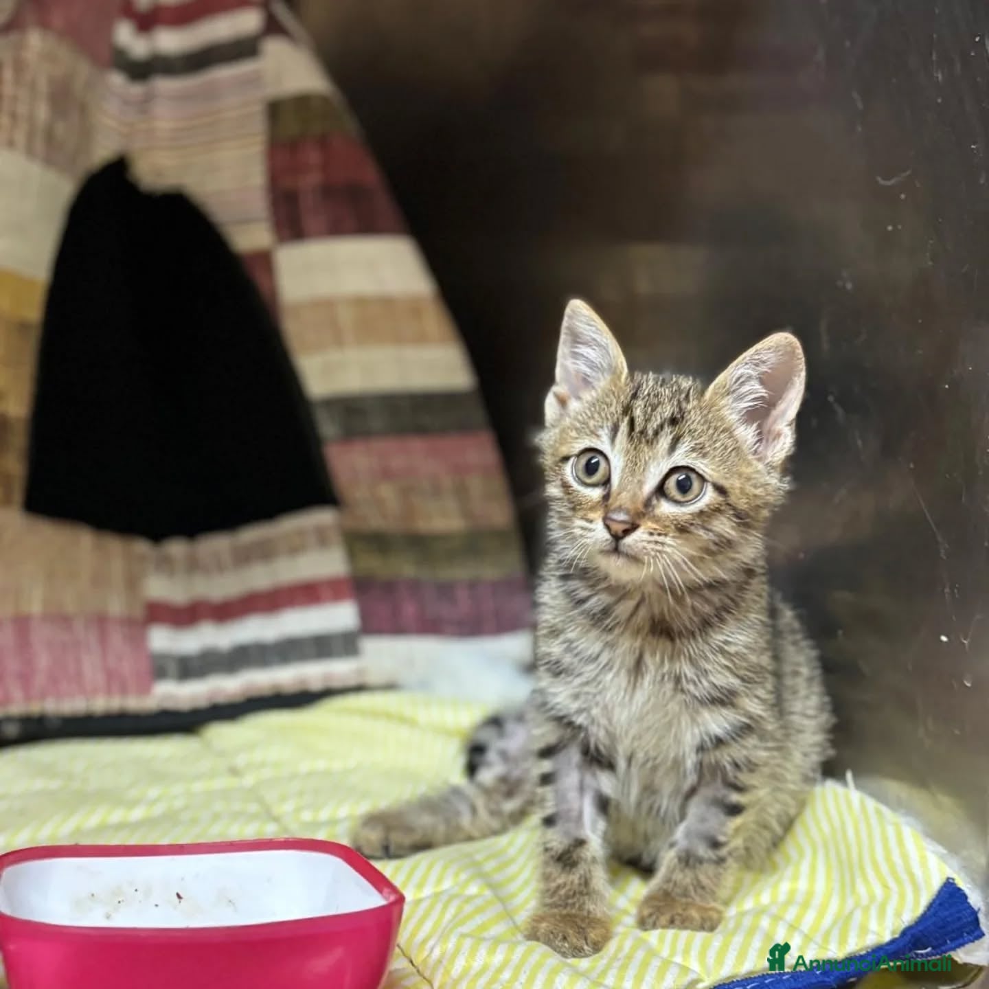 Meticcio gatti in regalo: MINO dolce micino cerca casa - gattino in adozione - Annuncio 6