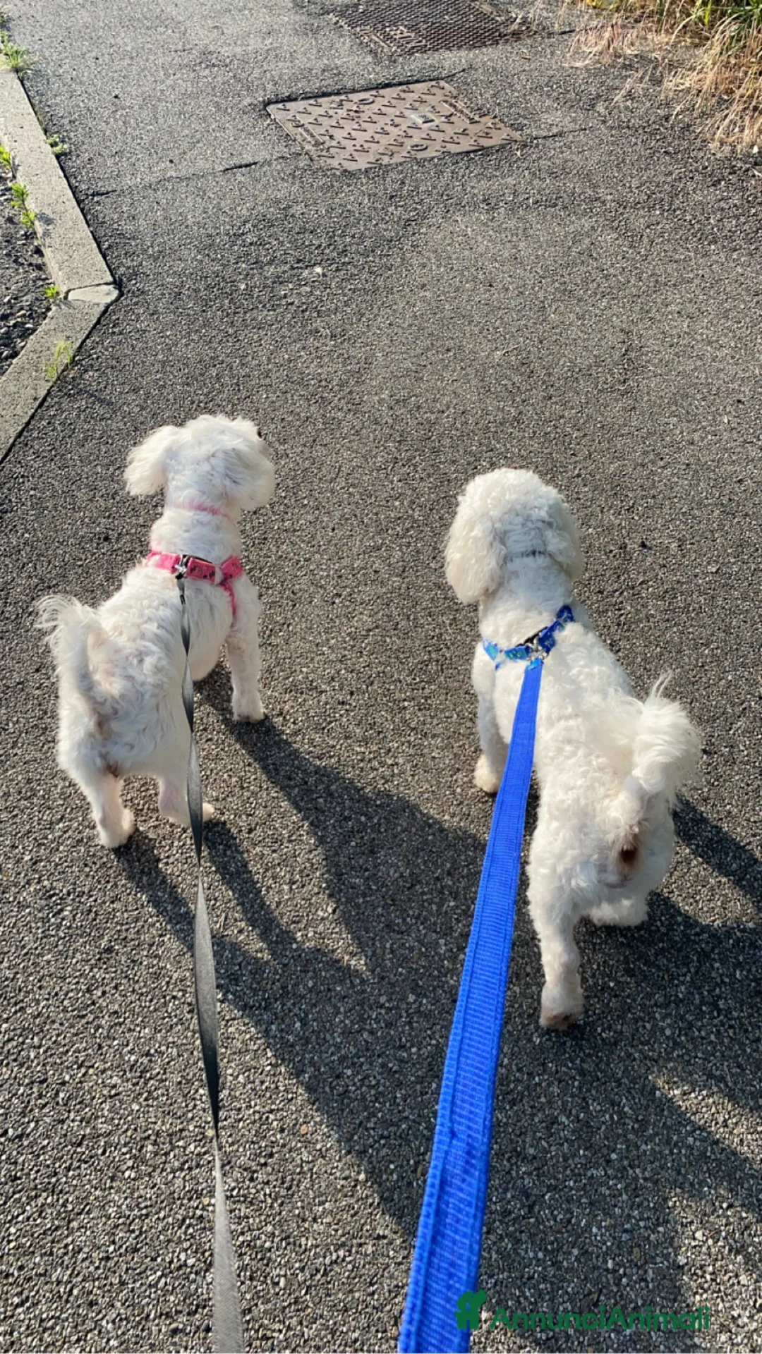 Maltese cani in vendita: CUCCIOLI DI MALTESE  - Annuncio 11