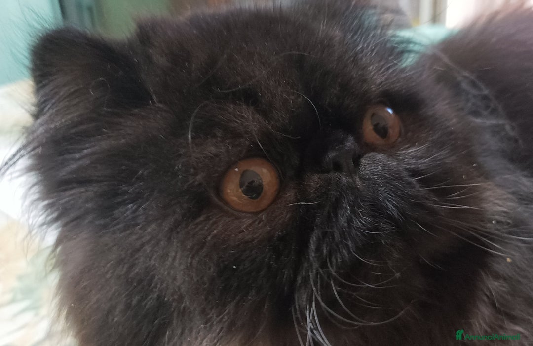 Persiano gatti in vendita: Persiano Nero  - Annuncio 3