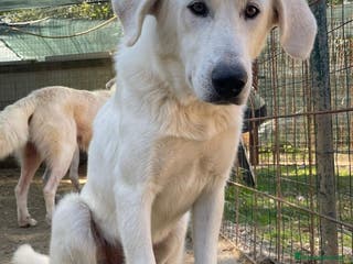 Meticcio cani IL BELLISSIMO DEMYR - Annuncio 32