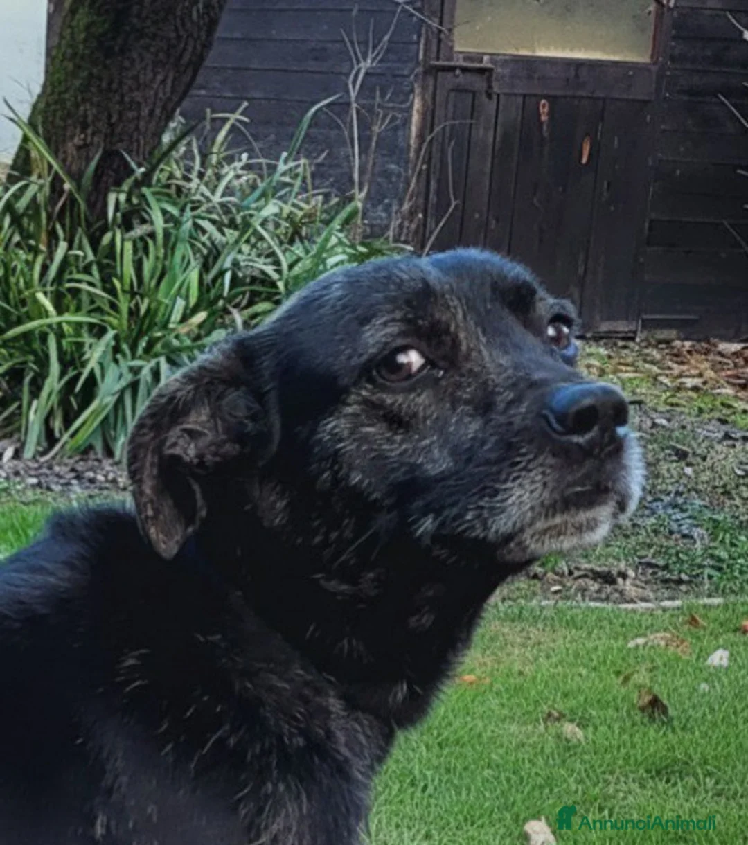 Meticcio cani in regalo: Cucciolotto cerca casa a Provincia di Ferrara - Annuncio 1