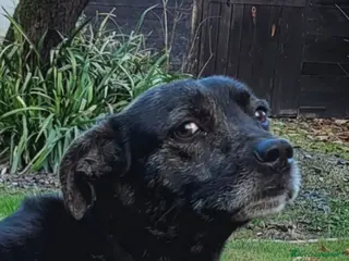 Meticcio cani Cucciolotto cerca casa - Annuncio 3