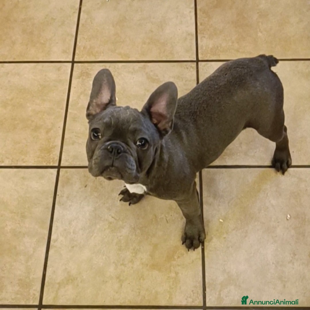 Bulldog Francese cani in vendita: Bulldog francesi esotiche - Annuncio 3