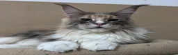 Maine Coon gatti in vendita: Cucciola Maine Coon - Annuncio 2