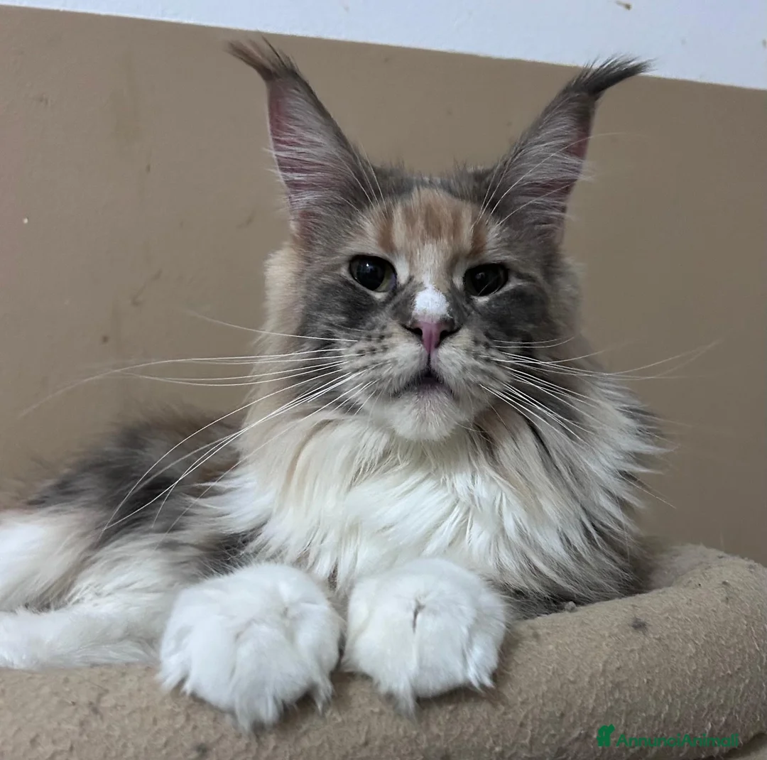 Maine Coon gatti in vendita: Cucciola Maine Coon - Annuncio 2