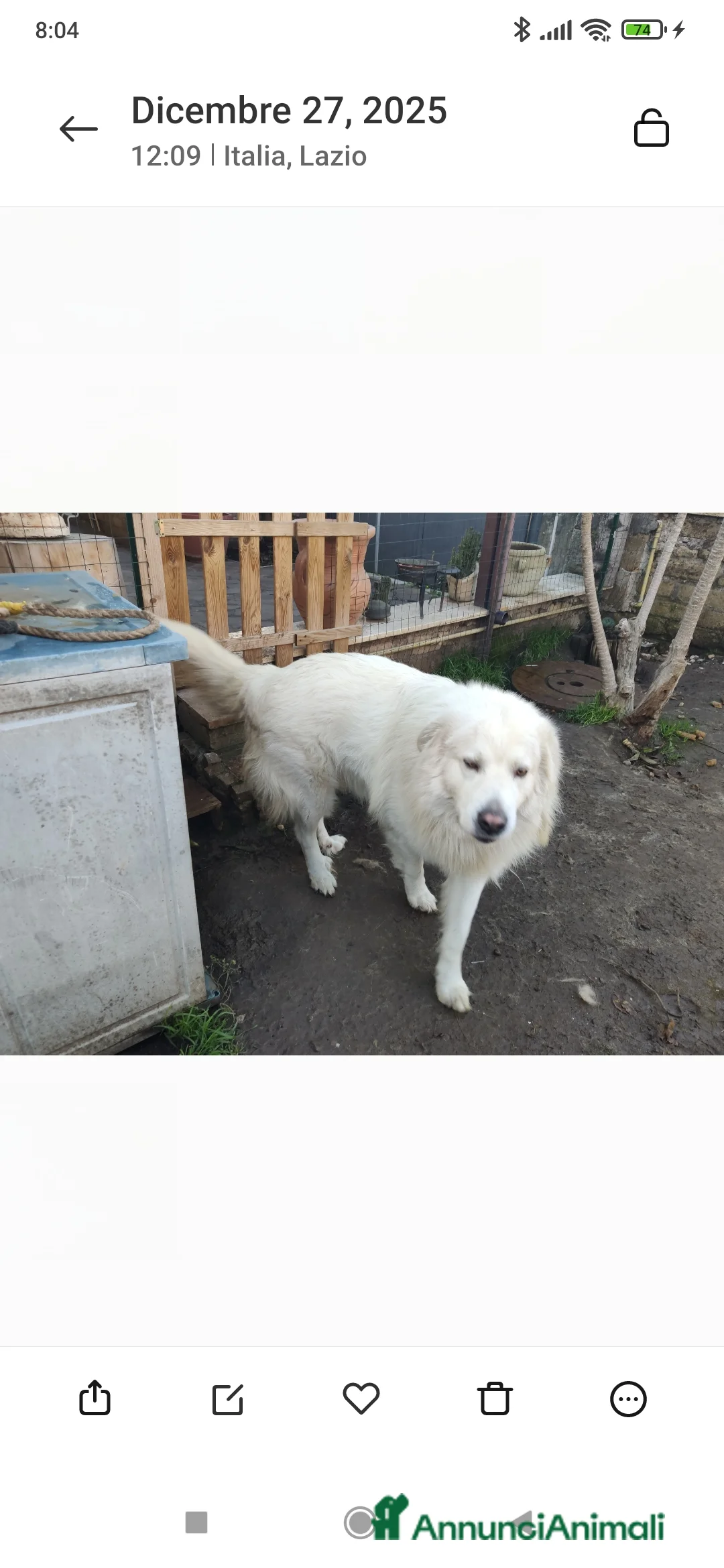 Pastore Maremmano cani in regalo: Pastore maremmano  - Annuncio 3