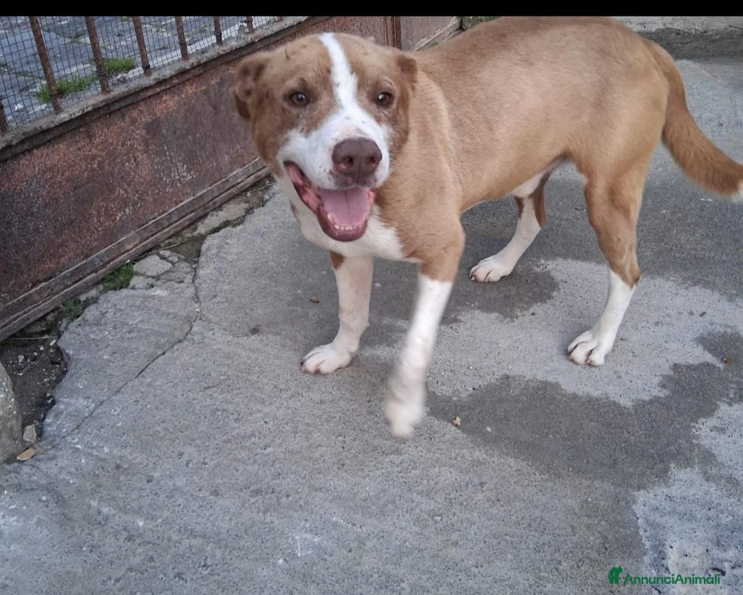 Meticcio cani in regalo: Ciro mix Amstaff 8mesi trovato legato.SICILIA - Annuncio 8