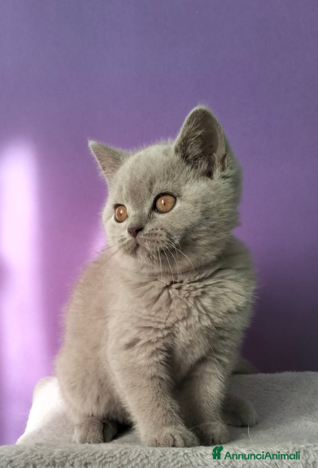 British gatti in vendita: Cuccioli British Shorthair  - Annuncio 5