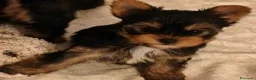 Yorkshire cani in vendita: Cuccioli Yorkshire pedigree ENCI - Annuncio 2