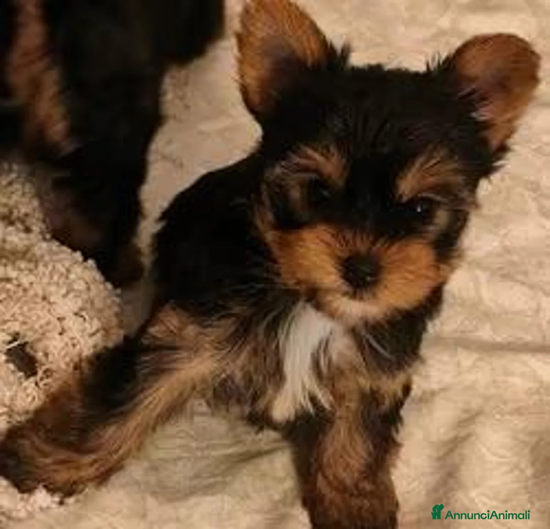 Yorkshire cani in vendita: Cuccioli Yorkshire pedigree ENCI - Annuncio 2
