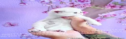British gatti in vendita: Cuccioli di Brisith Shorthair con Pedigree - Annuncio 30