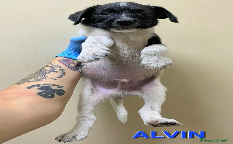 Meticcio cani a Provincia di Teramo - Annuncio 7