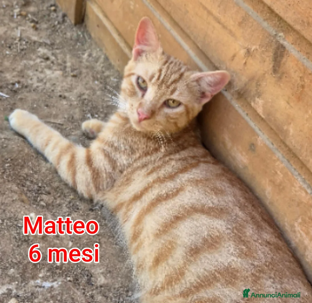 Altre razze gatti in regalo: TANTI GATTINI SOLI!  - Annuncio 1