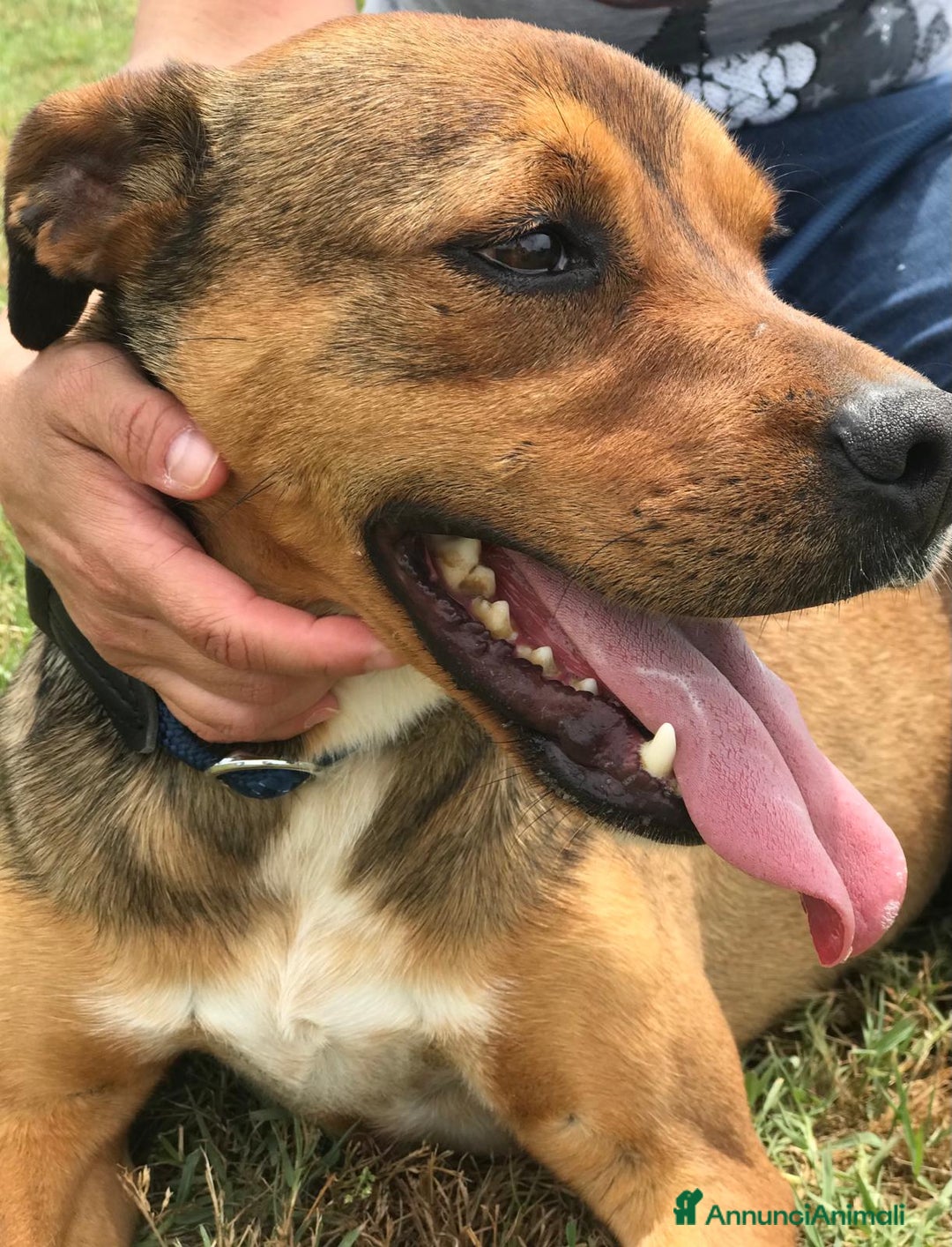 Meticcio cani in regalo: Mango, il cagnolino che si mette in posa  - Annuncio 3