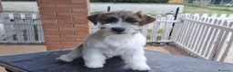 Jack Russell cani in vendita: Cuccioli Jack Russell ruvido - Annuncio 3