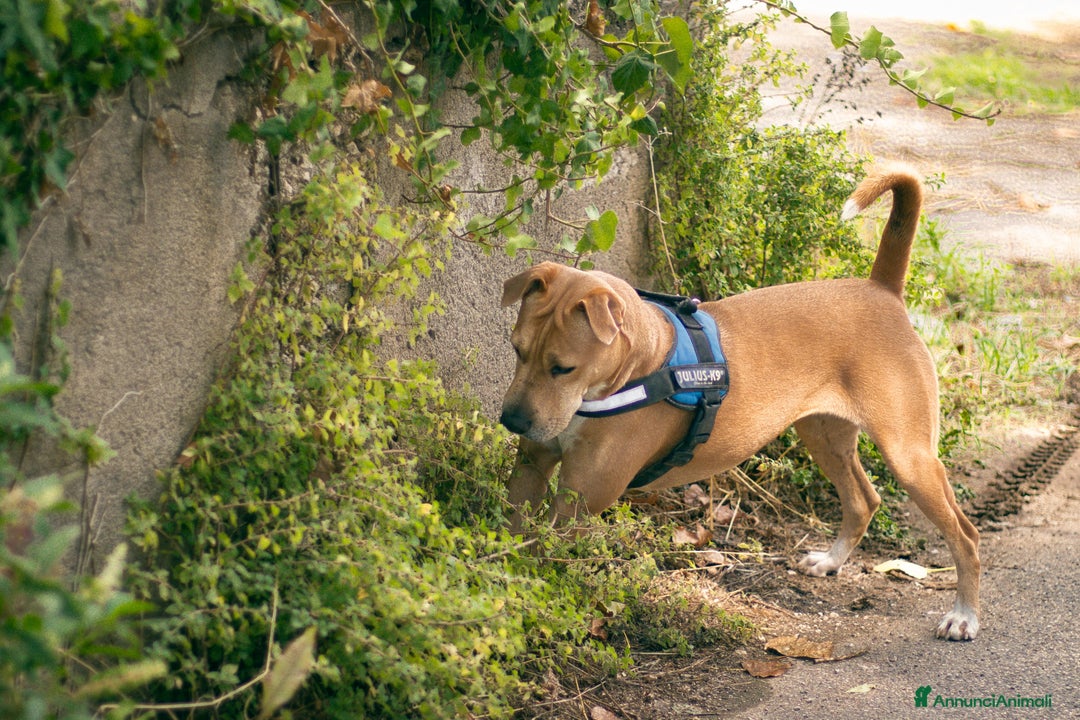 American Staffordshire cani in regalo: Sofy: giovane molossina socievole e affettuosa - Annuncio 5