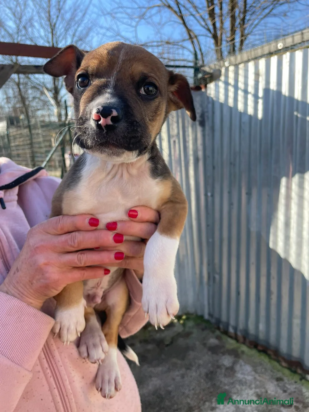 Meticcio cani in regalo: MI ADOTTI? - Annuncio 2