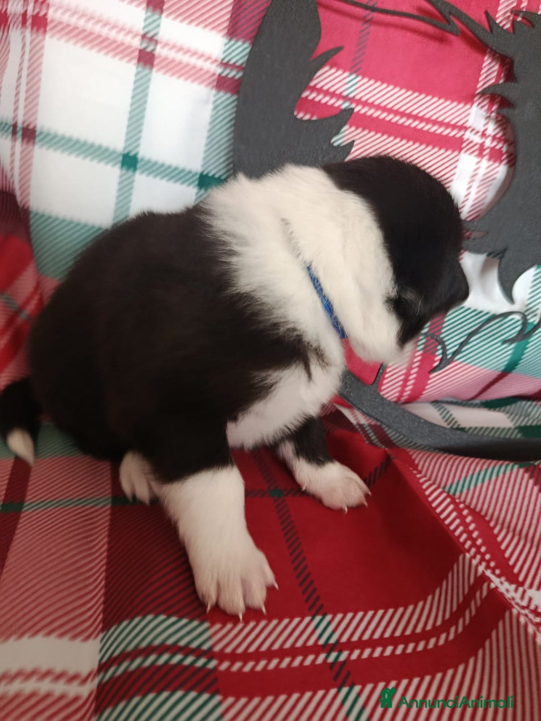 Border Collie cani in vendita: cuccioli border collie  - Annuncio 21