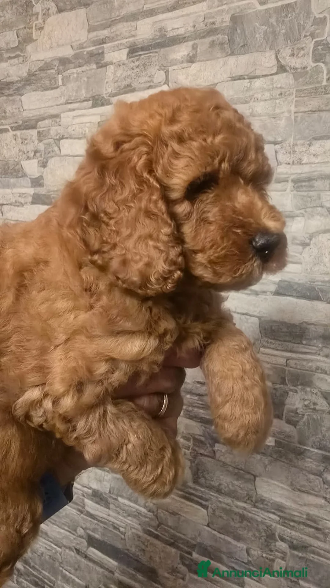 Barboncino cani in vendita: Barboncino  - Annuncio 5