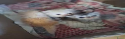 Persiano gatti in vendita: Persiani ipertipico - Annuncio 8