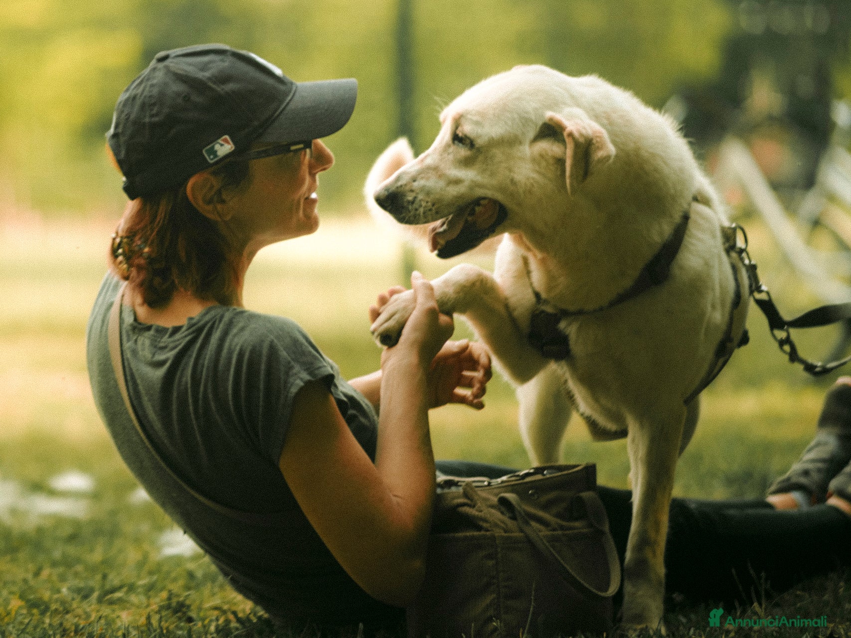 Labrador cani in regalo: Easy, una labrador da adottare - Annuncio 7