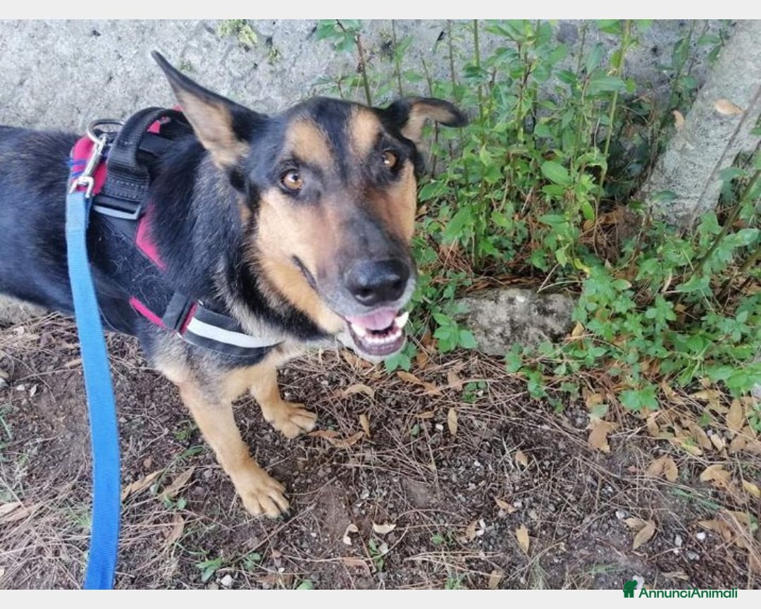 Meticcio cani in regalo: Mix Pastore adulto BUONISSIMO zero richieste!ROMA a Milano - Annuncio 3