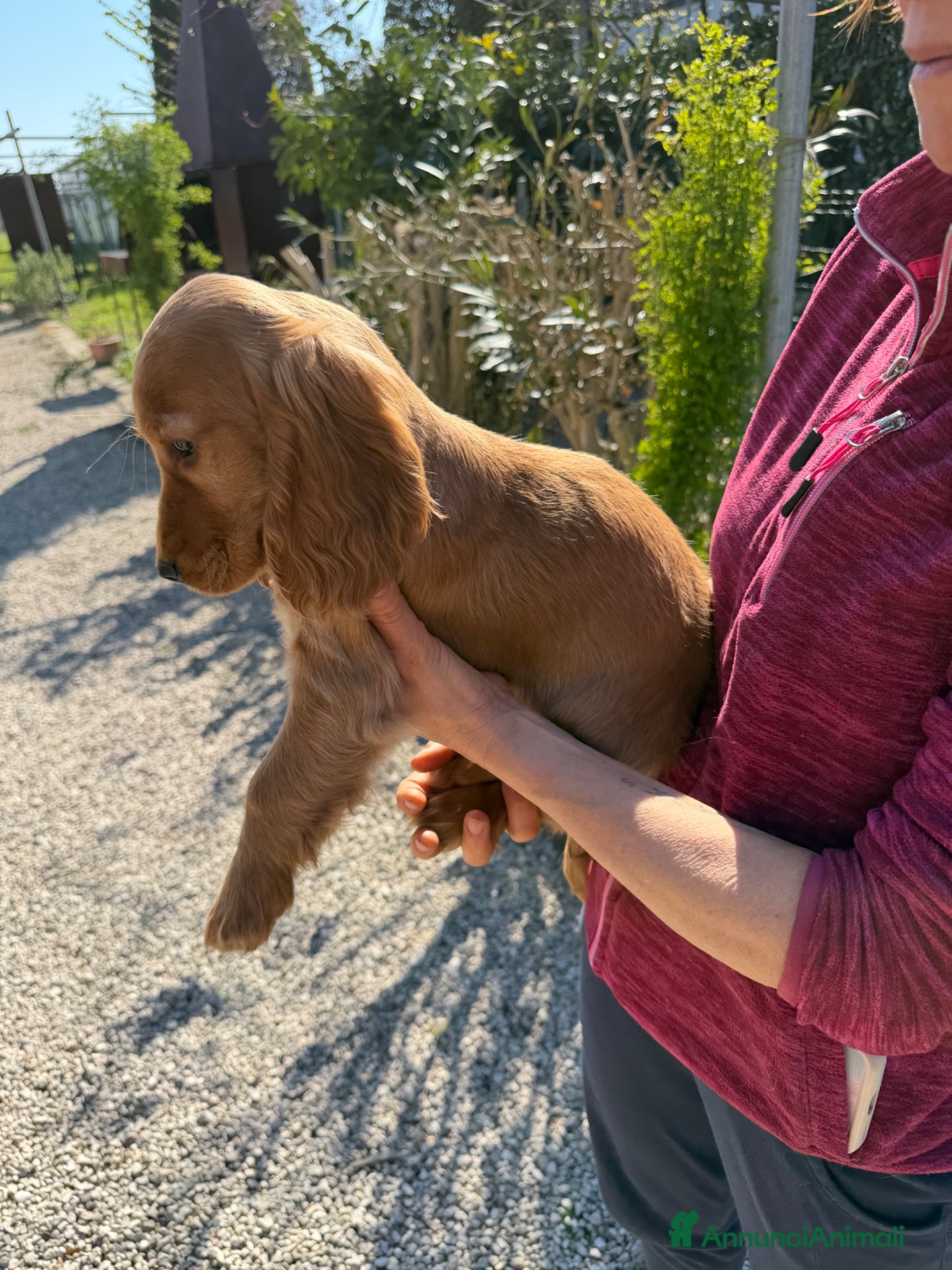 Cocker cani Cuccioli di Cocker Spaniel  - Annuncio 28