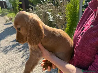 Cocker cani Cuccioli di Cocker Spaniel - Annuncio 28