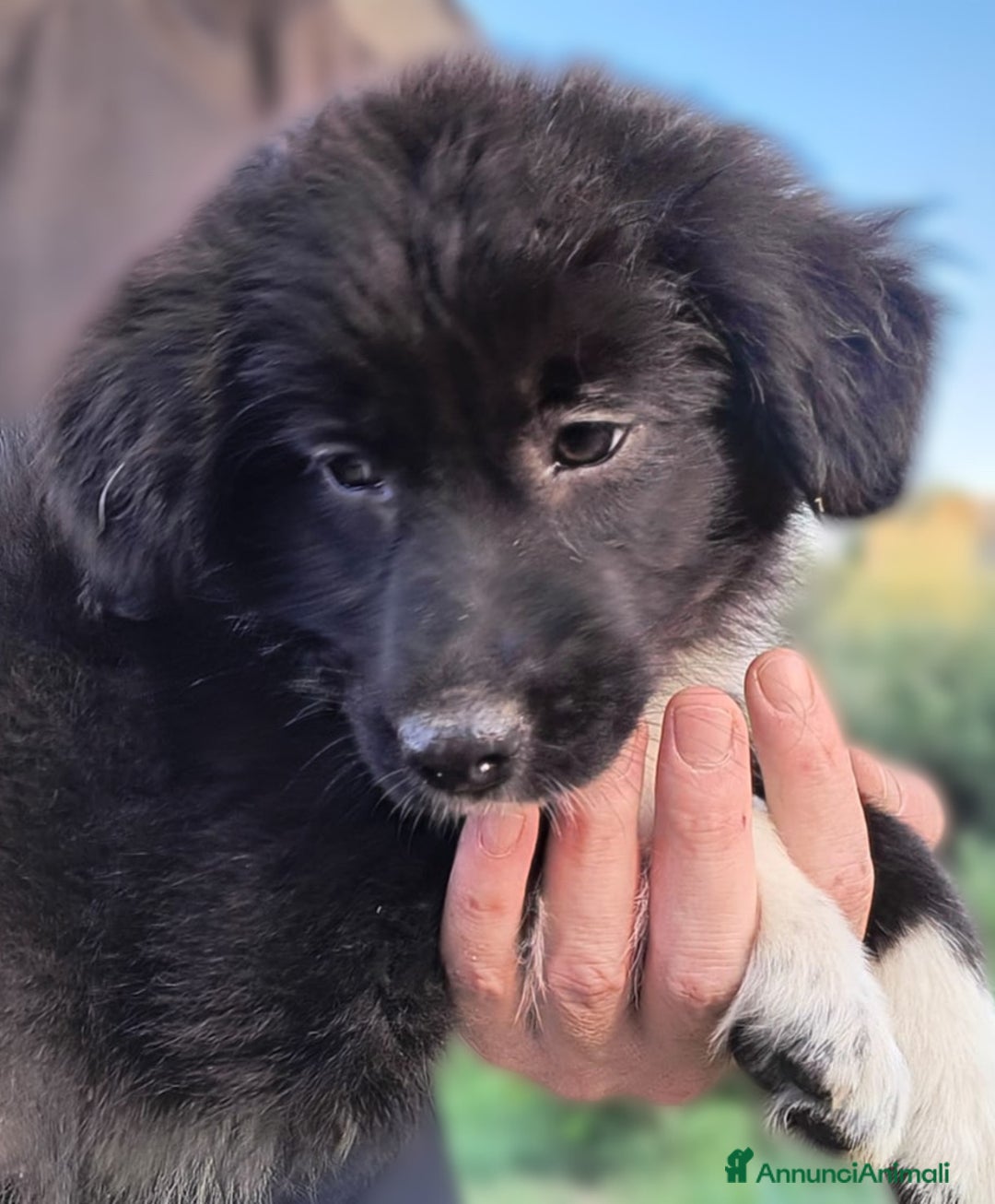 Altre razze cani in regalo: Cuccioli di 3 mesi cercano adozione urgente  a Provincia di Parma - Immagine 15
