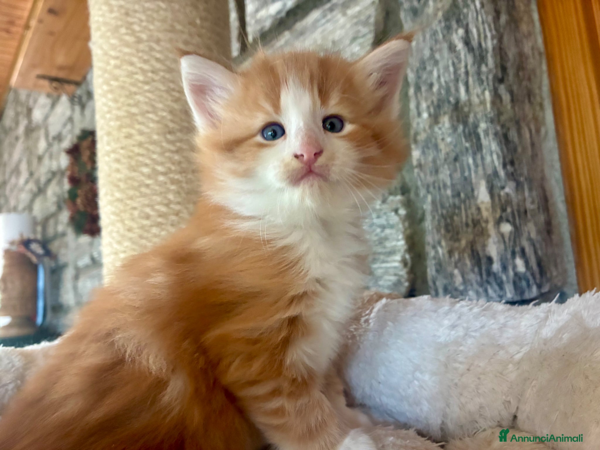 Norvegese gatti cucciolo norvegese delle foreste - Annuncio 3