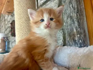 Norvegese gatti cucciolo norvegese delle foreste - Annuncio 3