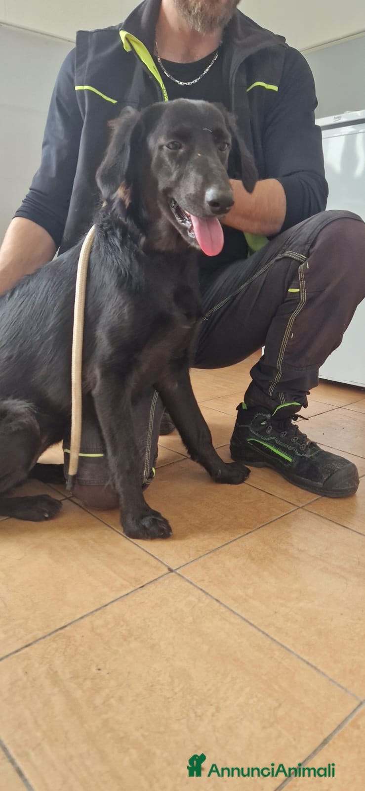 Setter Inglese cani Jessica, Setter femmina in Canile - Annuncio 1