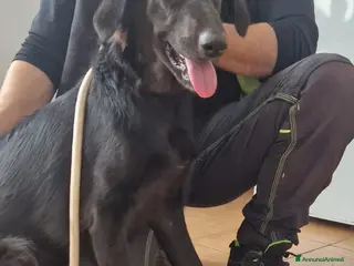 Setter Inglese cani Jessica, Setter femmina in Canile - Annuncio 1