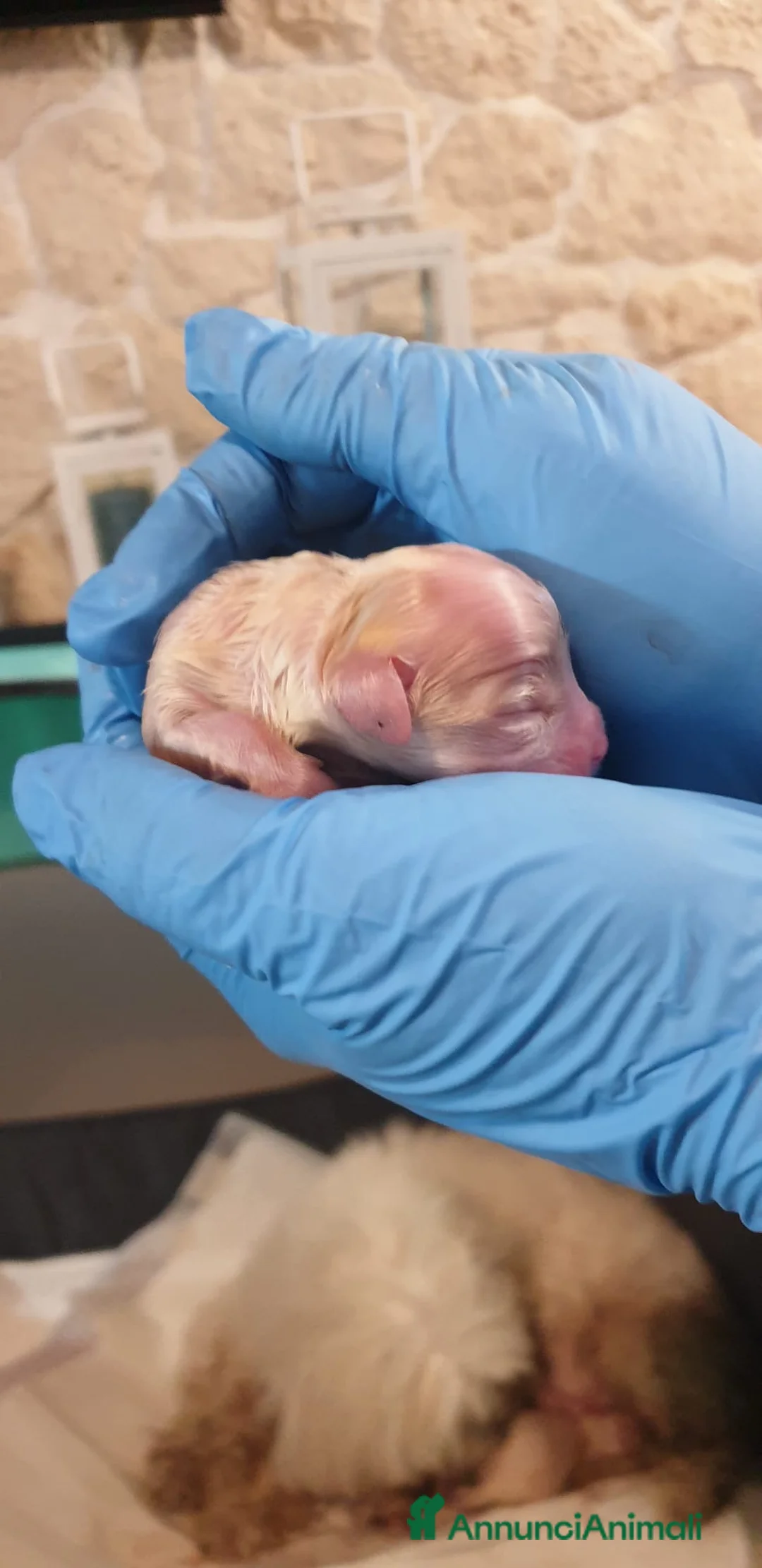 Maltese cani in vendita: Cuccioli maltesi a Città Metropolitana di Firenze - Annuncio 1