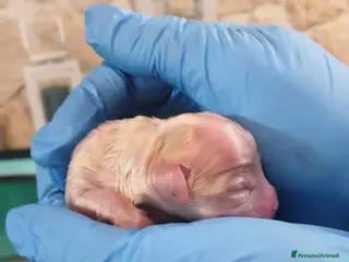 Maltese cani Cuccioli maltesi a Città Metropolitana di Firenze - Annuncio 1