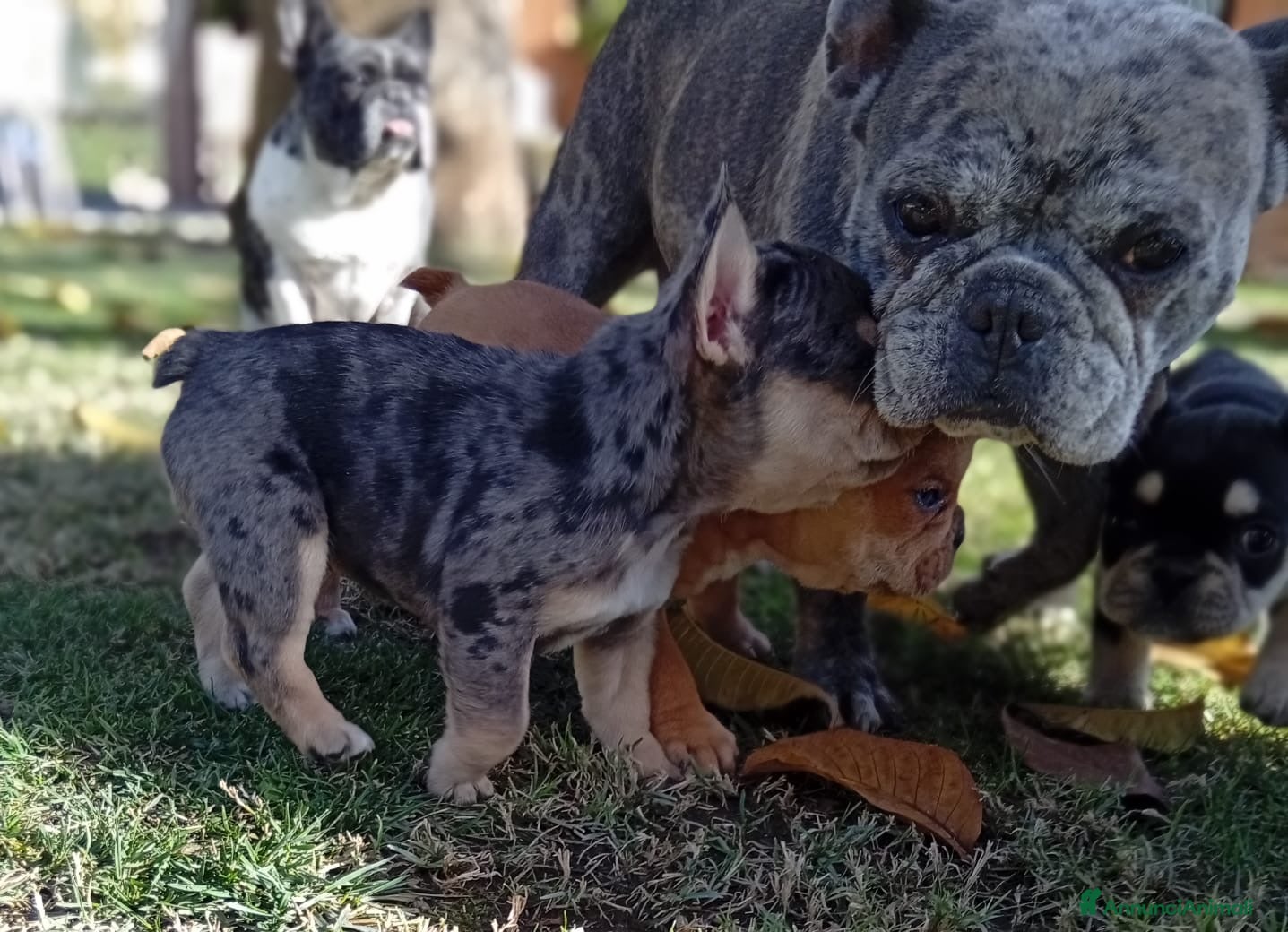 Bulldog Francese cani Bulldog francese  - Annuncio 1