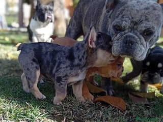 Bulldog Francese cani Bulldog francese - Annuncio 1