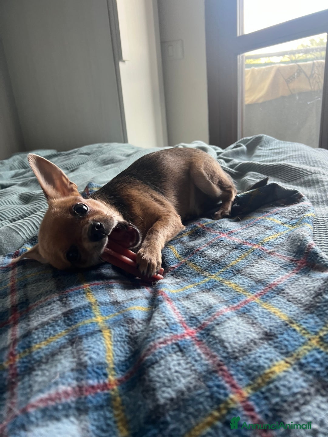 Chihuahua cani in vendita: Femmina pedigree colore fulvo - Annuncio 5