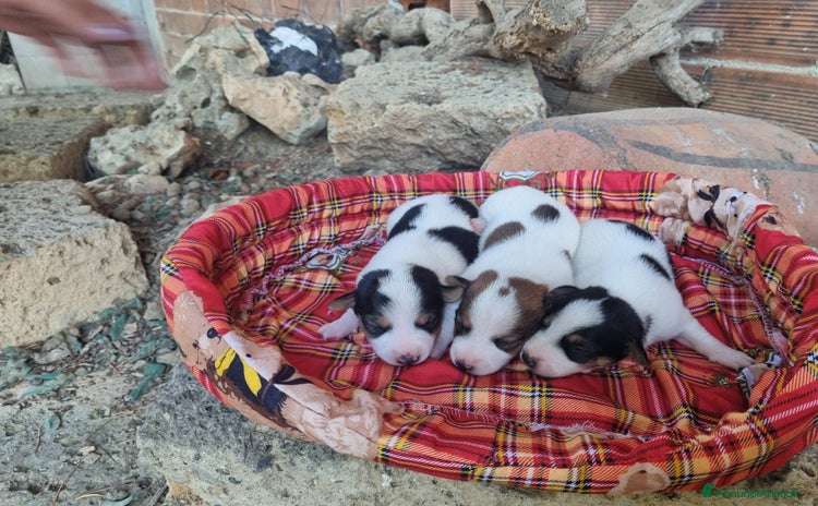 Jack Russell cani a Città Metropolitana di Torino - Annuncio 7