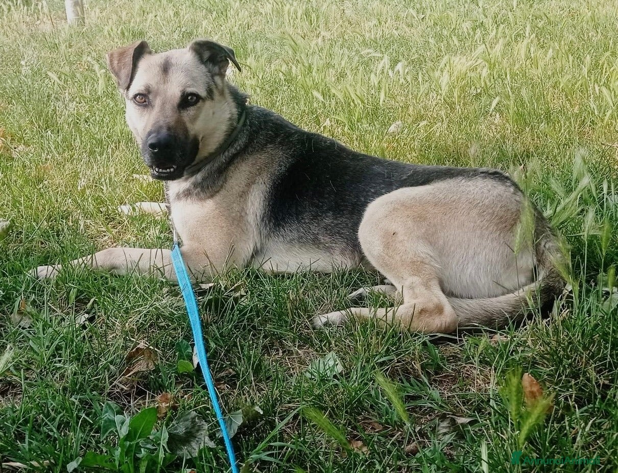 Meticcio cani Tanto pastorino 6anni salvato 3anni fa MILANO SOS - Annuncio 2