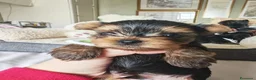 Yorkshire cani in vendita: Cuccioli di Yorkshire Terrier in Ottima Salute - Annuncio 13