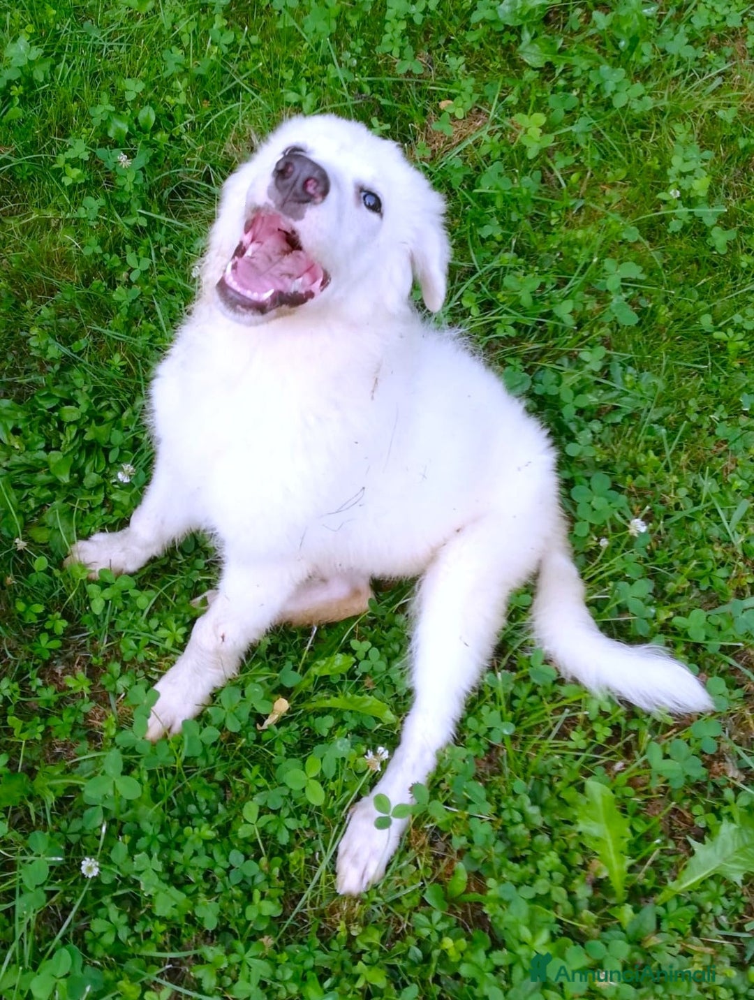 Pastore Maremmano cani in regalo: L3one, supremo cucciolo di PMA: TOP - Annuncio 8